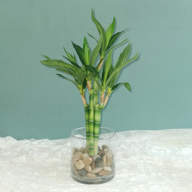 Yeni 40 cm rFtificial Şanslı B - Aquarium Fish Names incelemesi ve fiyatı