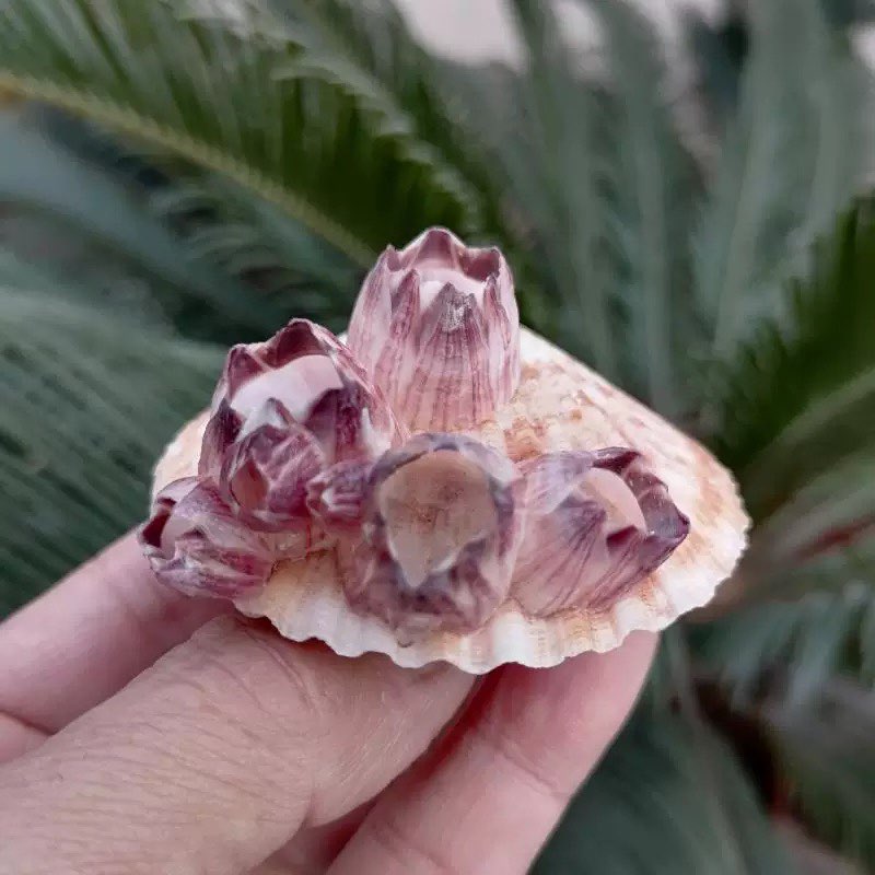 Doğal Deniz Kabuğu Mor Deniz Y - Aquarium Fish Parasites incelemesi ve fiyatı
