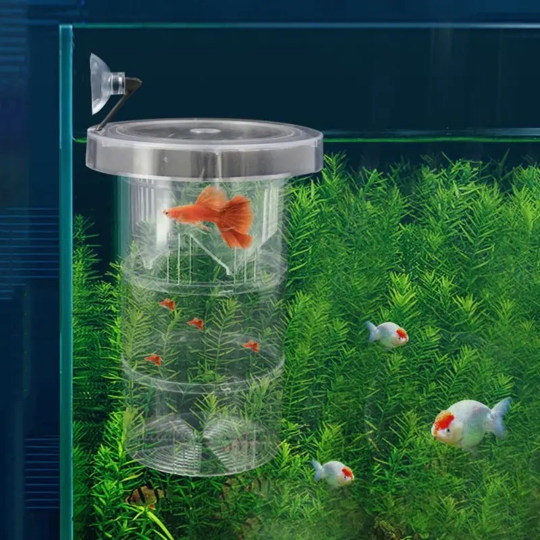 Akrilik Yüzen Balık Yetiştirme - Aquarium Fish Auto Feeder incelemesi ve fiyatı