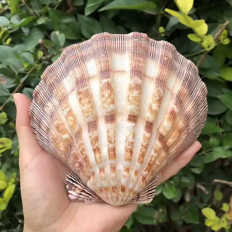 Yeni Doğal Kraliçe Deniz Tarağ - Aquarium Queen Fish incelemesi ve fiyatı