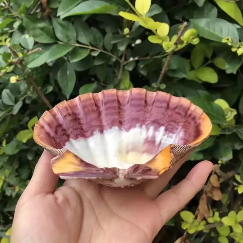 Yeni Doğal Kraliçe Deniz Tarağ - Aquarium Queen Fish incelemesi ve fiyatı