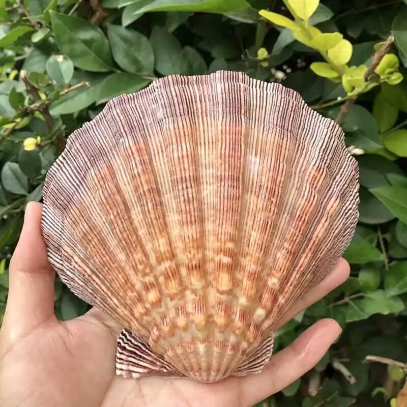 Yeni Doğal Kraliçe Deniz Tarağ - Aquarium Queen Fish incelemesi ve fiyatı
